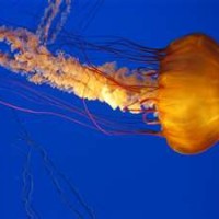 Jellyfish don’t have brains!!!!
